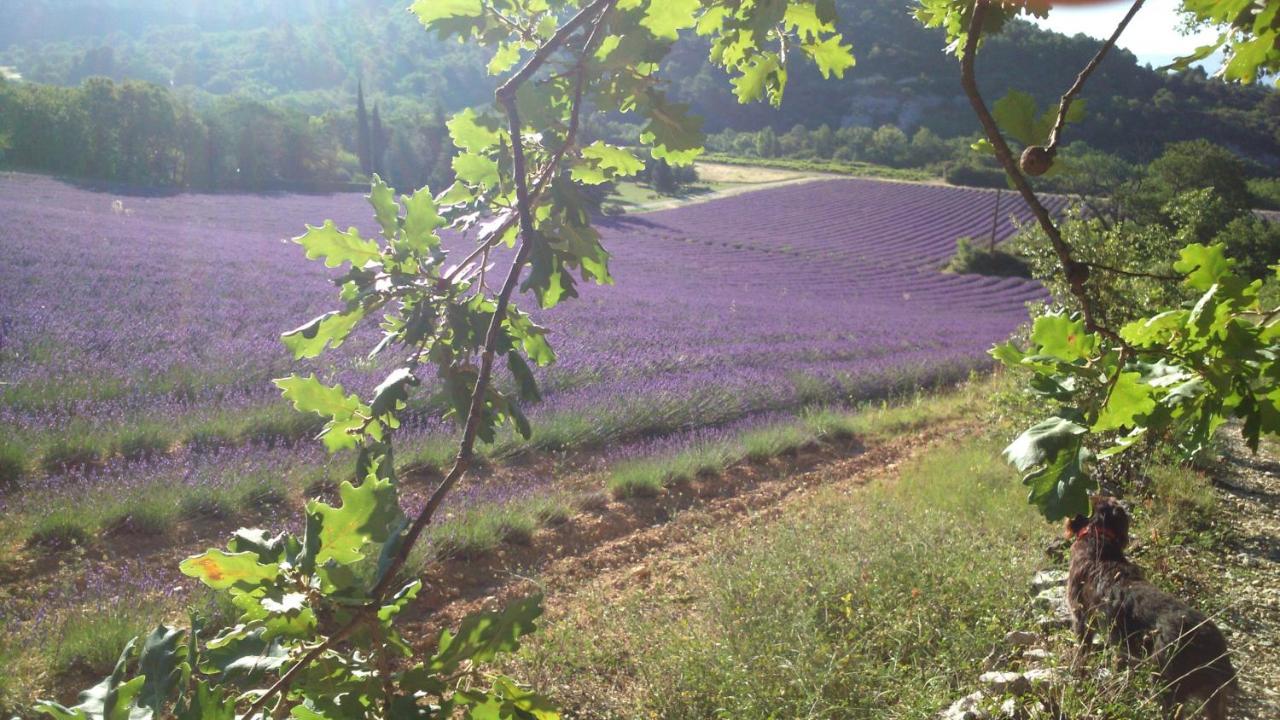 Les Vallons Holiday Home Lioux Eksteriør billede
